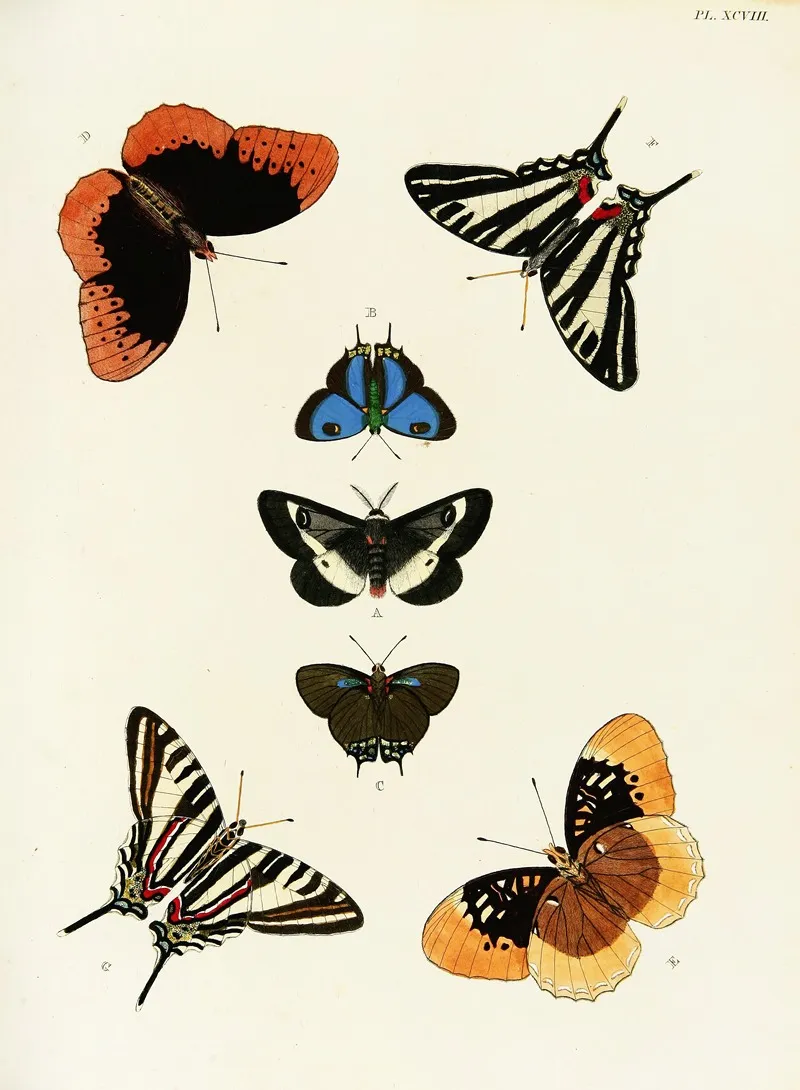 Foreign Butterflies Occurring In The Three Continents Asia Africa And America Pl 345 Wall Art by Pieter Cramer - High-Resolution Digital Print
