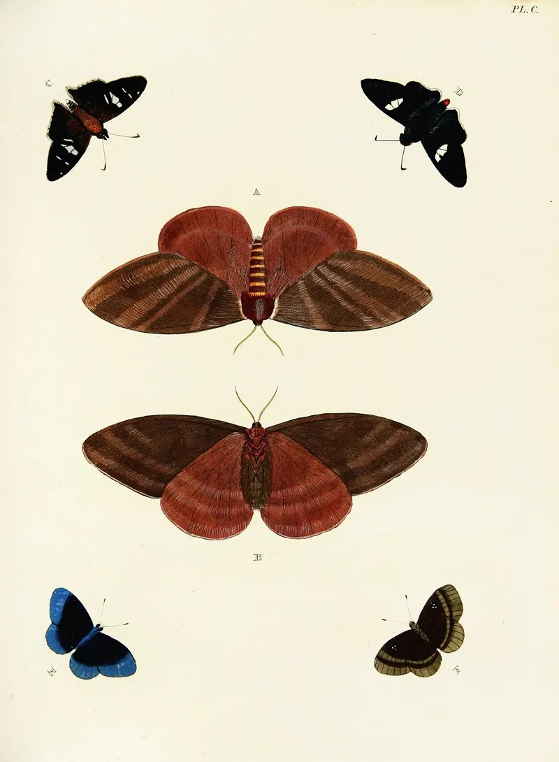 Foreign Butterflies Occurring In The Three Continents Asia Africa And America Pl 347 Wall Art by Pieter Cramer - High-Resolution Digital Print