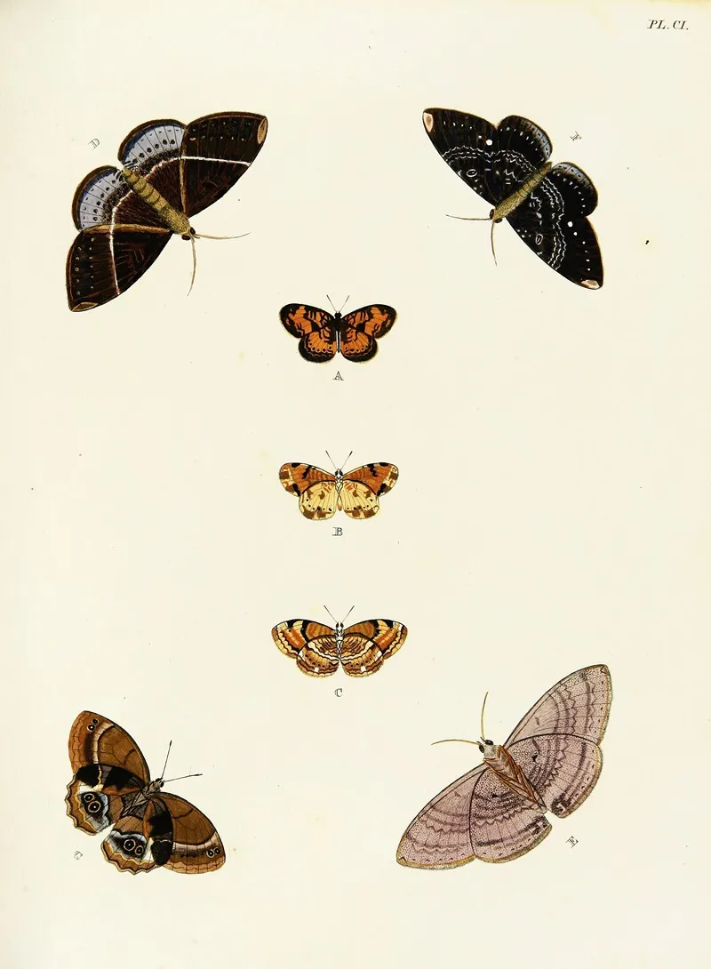 Foreign Butterflies Occurring In The Three Continents Asia Africa And America Pl 348 Wall Art by Pieter Cramer - High-Resolution Digital Print