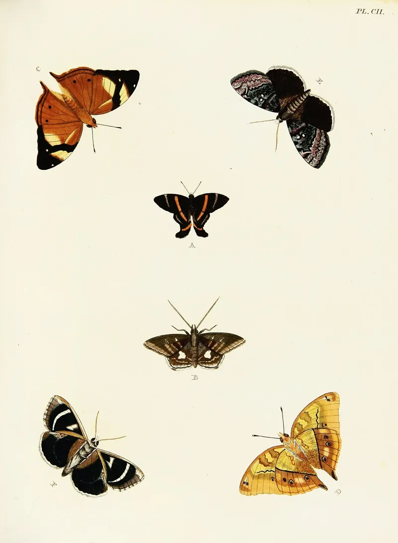 Foreign Butterflies Occurring In The Three Continents Asia Africa And America Pl 349 Wall Art by Pieter Cramer - High-Resolution Digital Print