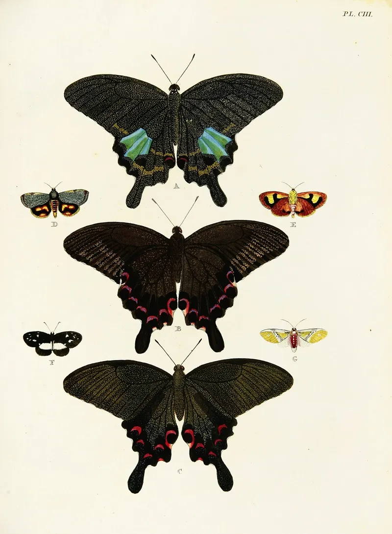 Foreign Butterflies Occurring In The Three Continents Asia Africa And America Pl 350 Wall Art by Pieter Cramer - High-Resolution Digital Print