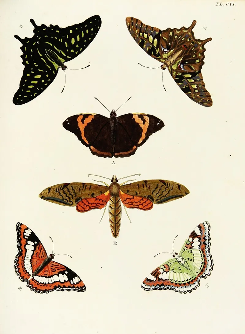 Foreign Butterflies Occurring In The Three Continents Asia Africa And America Pl 353 Wall Art by Pieter Cramer - High-Resolution Digital Print