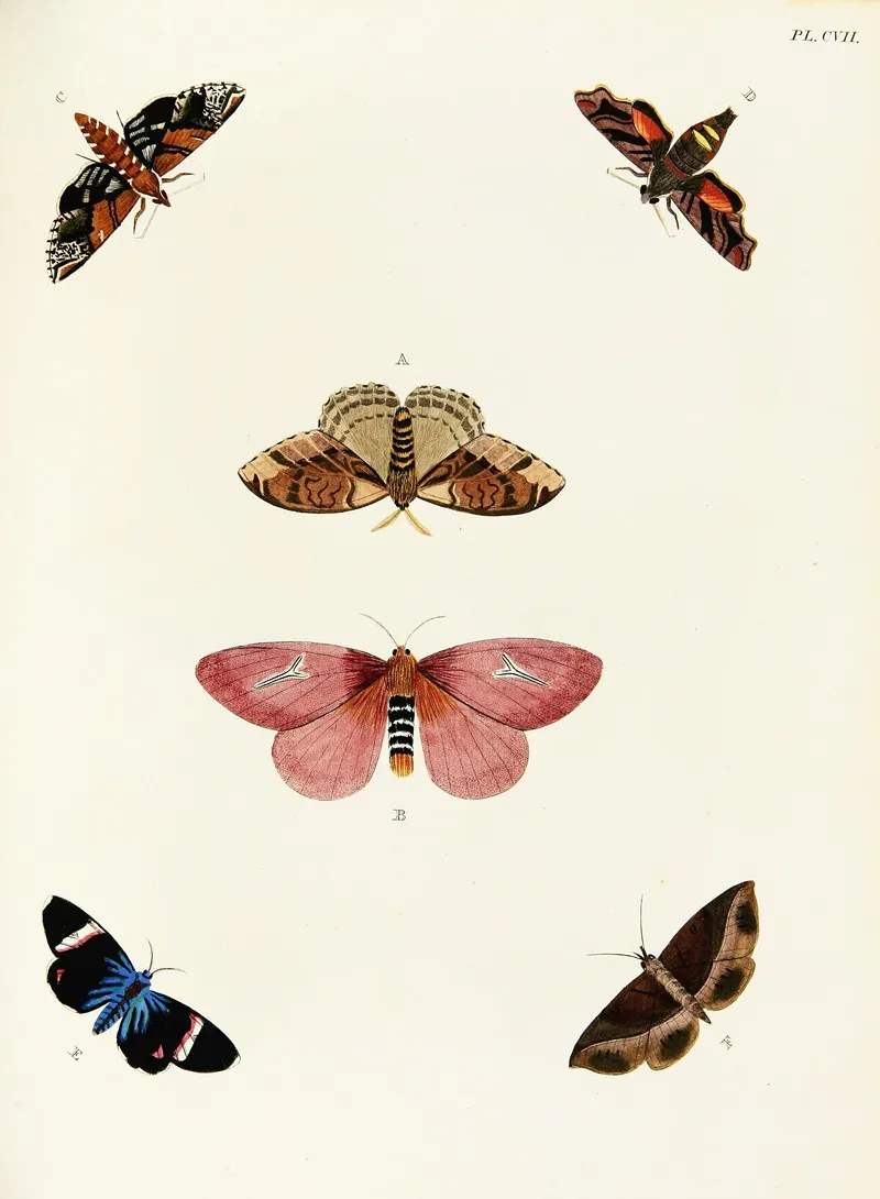 Foreign Butterflies Occurring In The Three Continents Asia Africa And America Pl 354 Wall Art by Pieter Cramer - High-Resolution Digital Print