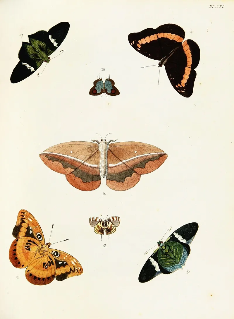 Foreign Butterflies Occurring In The Three Continents Asia Africa And America Pl 358 Wall Art by Pieter Cramer - High-Resolution Digital Print