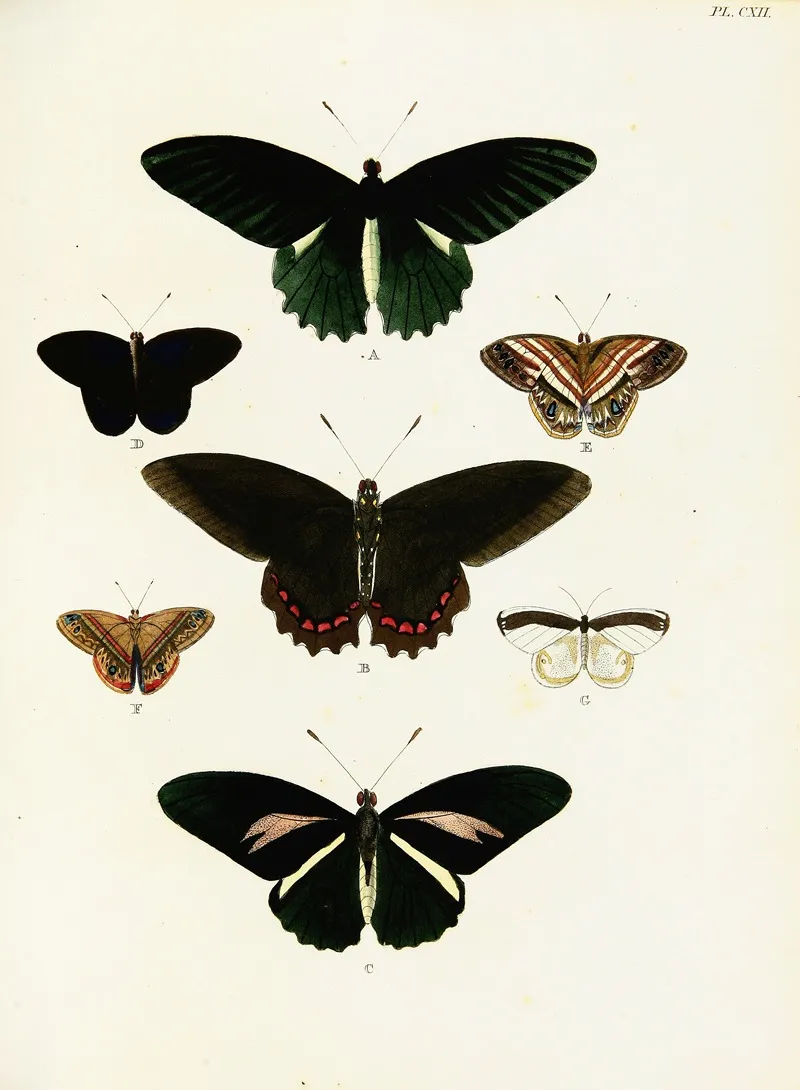 Foreign Butterflies Occurring In The Three Continents Asia Africa And America Pl 359 Wall Art by Pieter Cramer - High-Resolution Digital Print