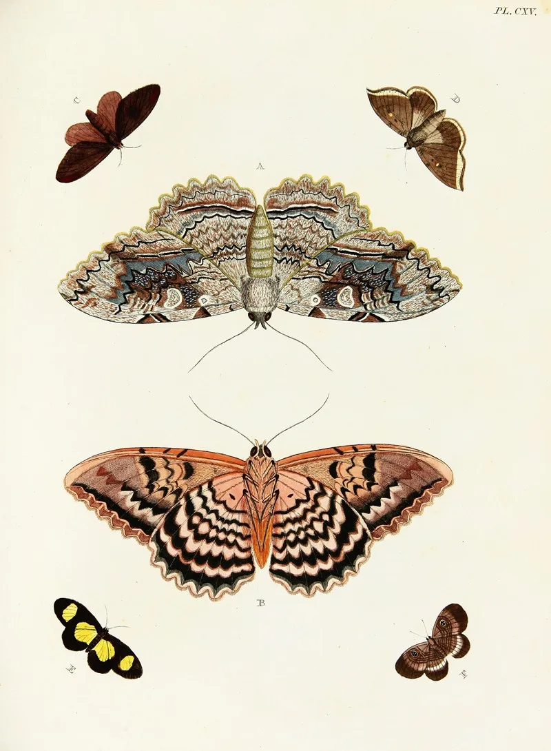 Foreign Butterflies Occurring In The Three Continents Asia Africa And America Pl 362 Wall Art by Pieter Cramer - High-Resolution Digital Print