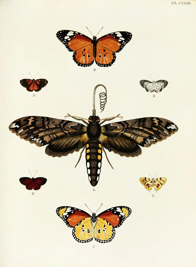 Foreign Butterflies Occurring In The Three Continents Asia Africa And America Pl 365 Wall Art by Pieter Cramer - High-Resolution Digital Print