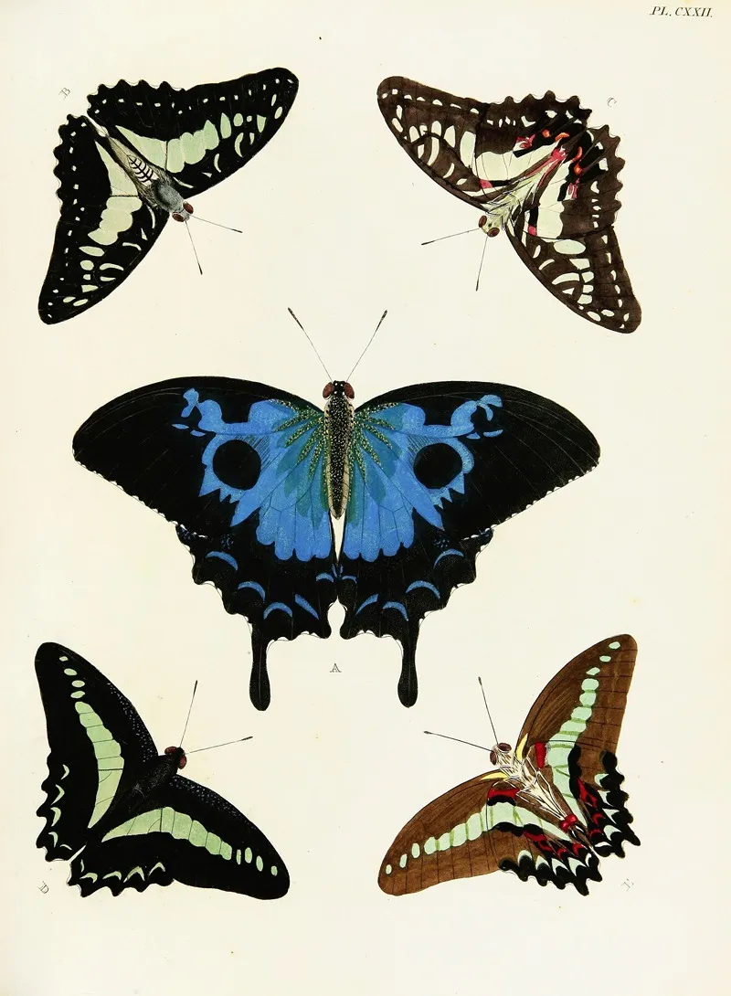 Foreign Butterflies Occurring In The Three Continents Asia Africa And America Pl 369 Wall Art by Pieter Cramer - High-Resolution Digital Print