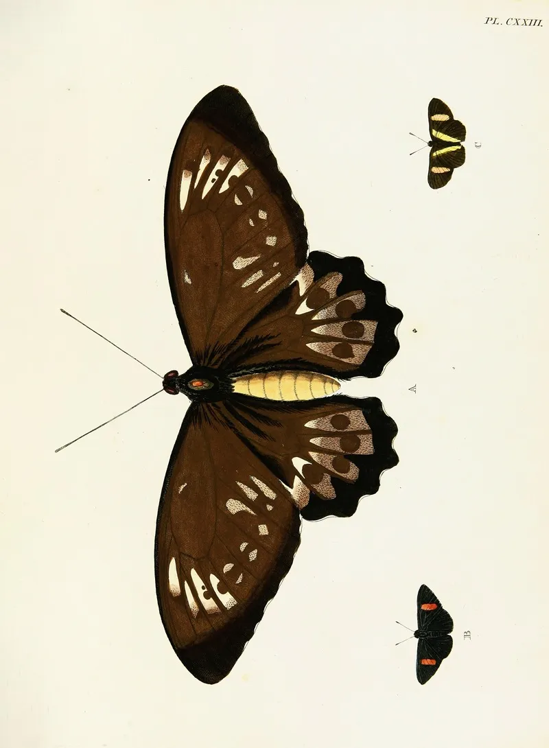 Foreign Butterflies Occurring In The Three Continents Asia Africa And America Pl 370 Wall Art by Pieter Cramer - High-Resolution Digital Print