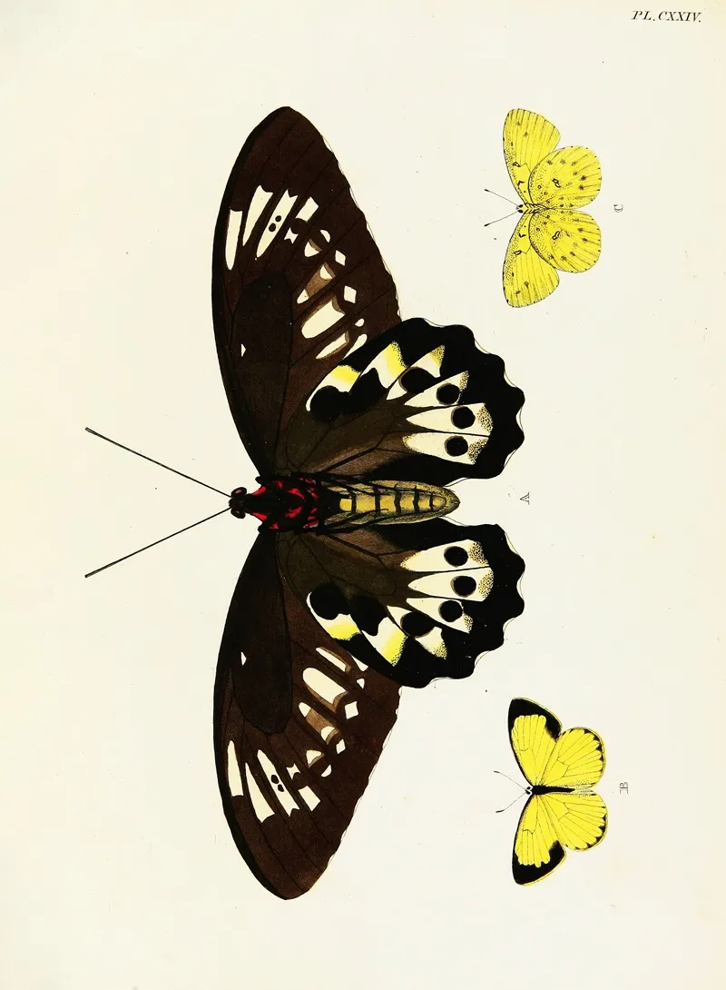 Foreign Butterflies Occurring In The Three Continents Asia Africa And America Pl 371 Wall Art by Pieter Cramer - High-Resolution Digital Print