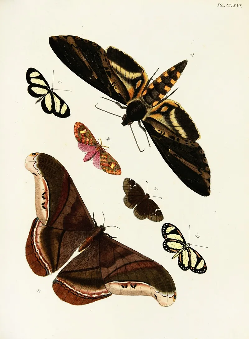 Foreign Butterflies Occurring In The Three Continents Asia Africa And America Pl 373 Wall Art by Pieter Cramer - High-Resolution Digital Print
