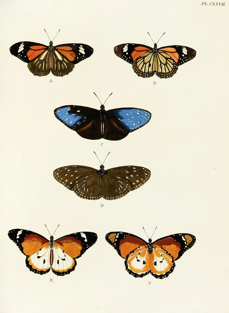 Foreign Butterflies Occurring In The Three Continents Asia Africa And America Pl 374 Wall Art by Pieter Cramer - High-Resolution Digital Print