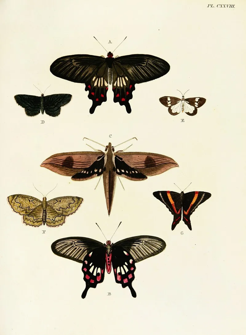Foreign Butterflies Occurring In The Three Continents Asia Africa And America Pl 375 Wall Art by Pieter Cramer - High-Resolution Digital Print