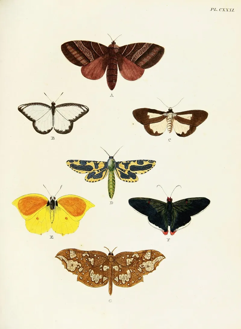 Foreign Butterflies Occurring In The Three Continents Asia Africa And America Pl 378 Wall Art by Pieter Cramer - High-Resolution Digital Print