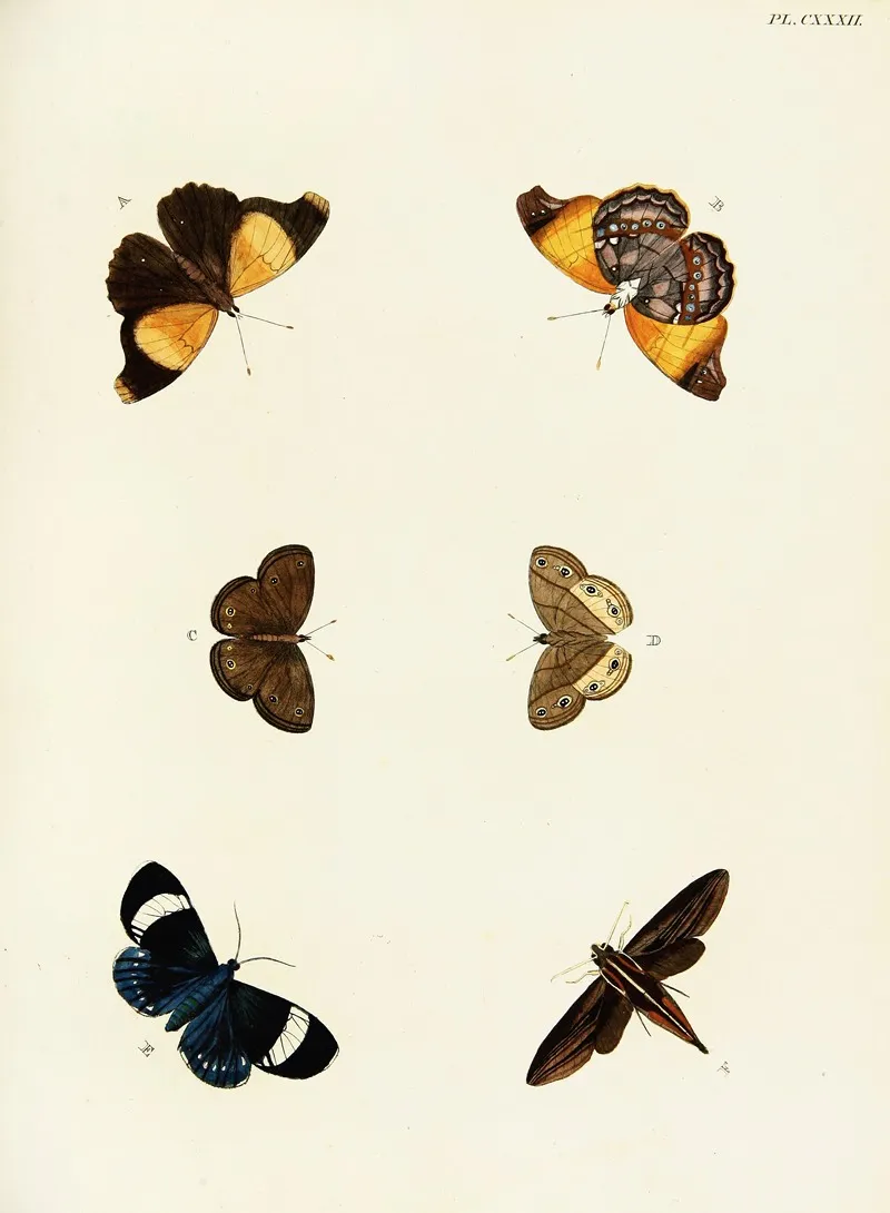 Foreign Butterflies Occurring In The Three Continents Asia Africa And America Pl 379 Wall Art by Pieter Cramer - High-Resolution Digital Print