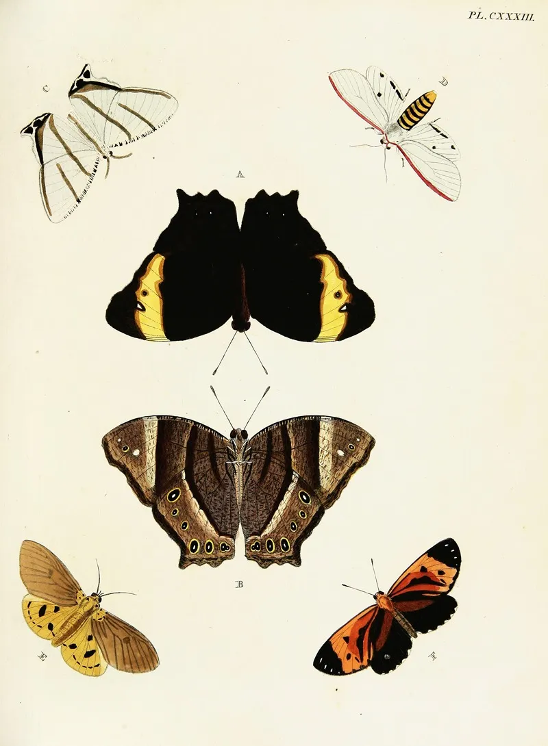 Foreign Butterflies Occurring In The Three Continents Asia Africa And America Pl 380 Wall Art by Pieter Cramer - High-Resolution Digital Print