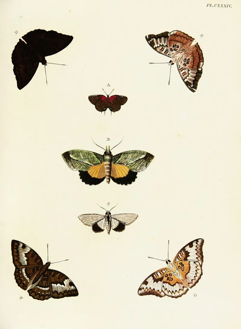 Foreign Butterflies Occurring In The Three Continents Asia Africa And America Pl 381 Wall Art by Pieter Cramer - High-Resolution Digital Print