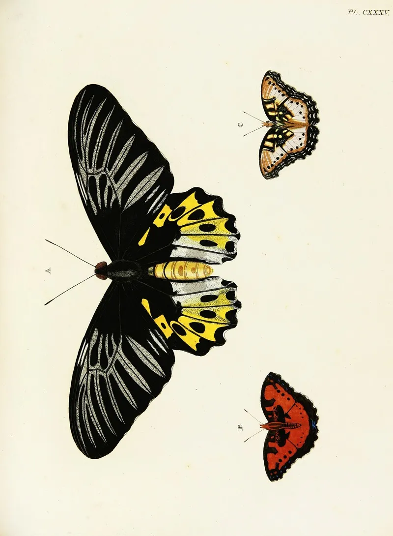 Foreign Butterflies Occurring In The Three Continents Asia Africa And America Pl 382 Wall Art by Pieter Cramer - High-Resolution Digital Print