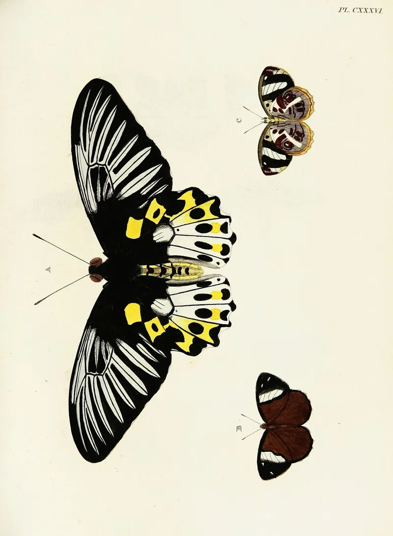 Foreign Butterflies Occurring In The Three Continents Asia Africa And America Pl 383 Wall Art by Pieter Cramer - High-Resolution Digital Print
