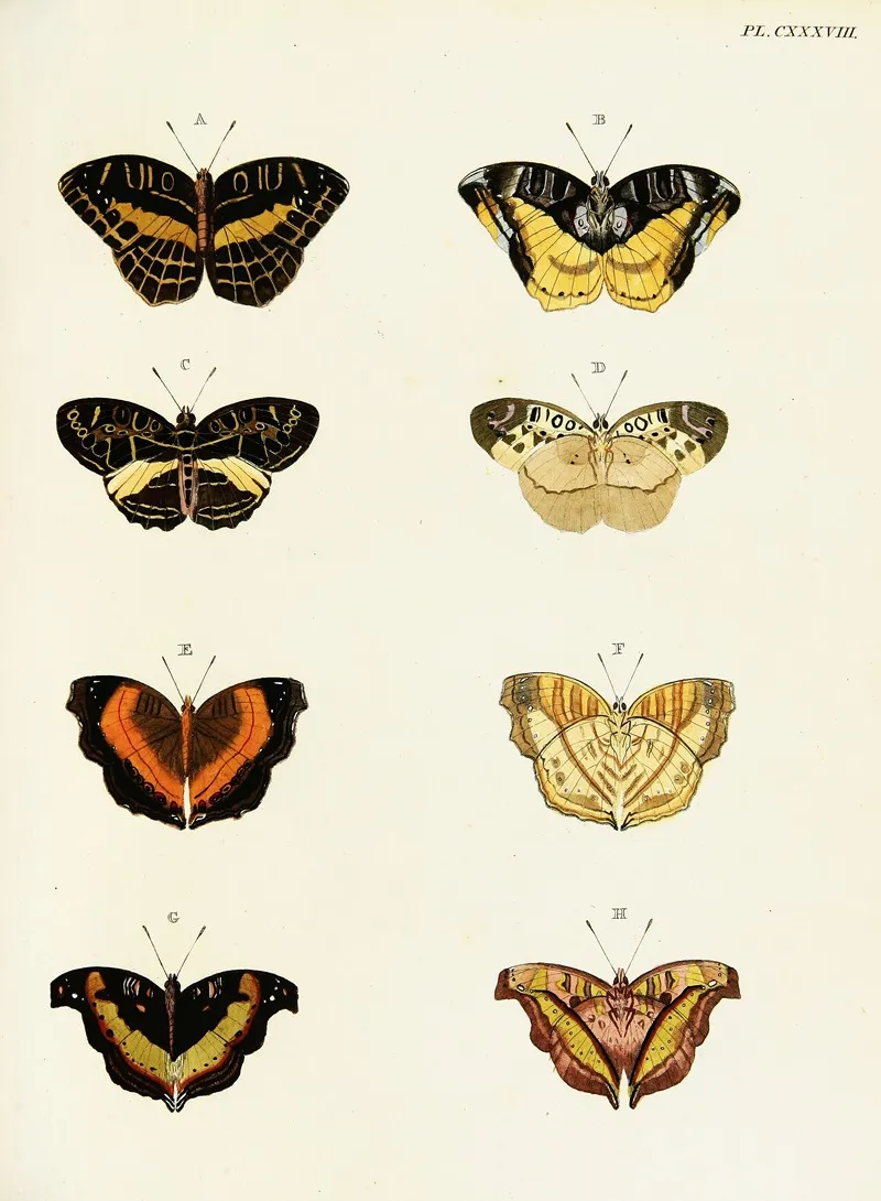 Foreign Butterflies Occurring In The Three Continents Asia Africa And America Pl 385 Wall Art by Pieter Cramer - High-Resolution Digital Print
