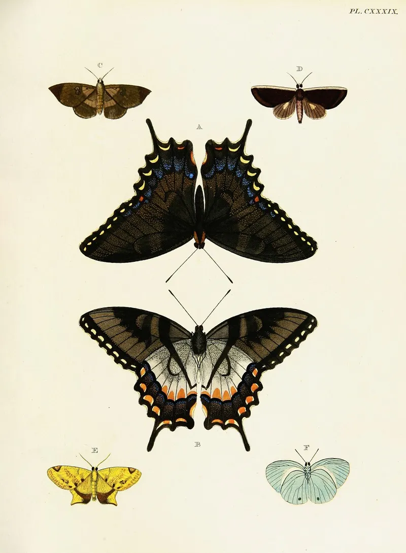 Foreign Butterflies Occurring In The Three Continents Asia Africa And America Pl 386 Wall Art by Pieter Cramer - High-Resolution Digital Print