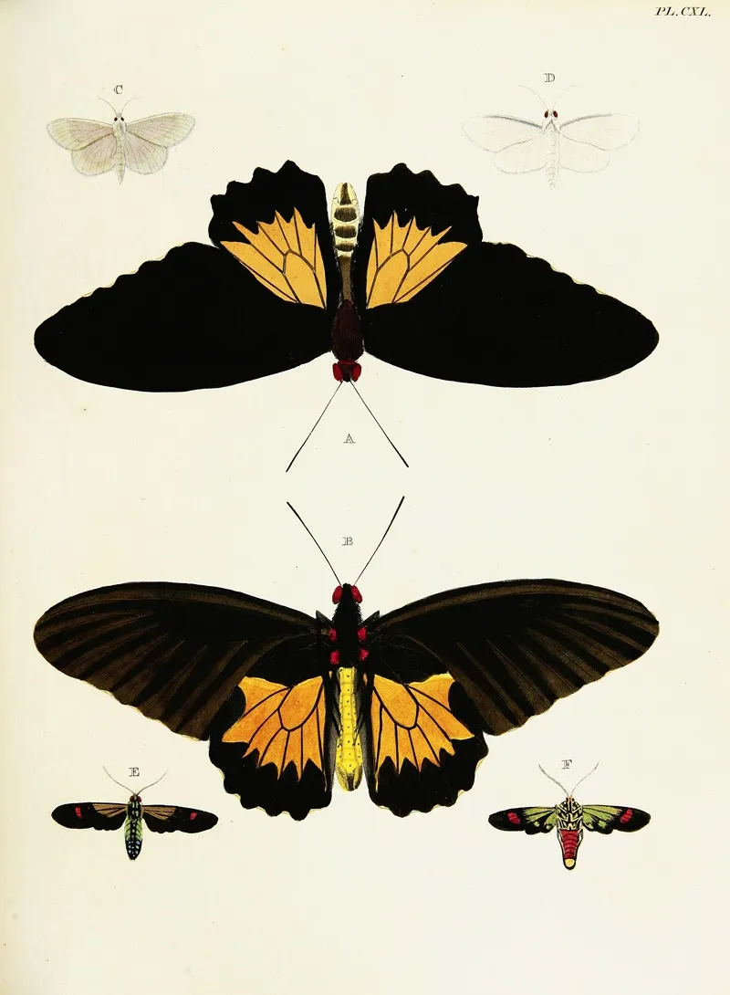 Foreign Butterflies Occurring In The Three Continents Asia Africa And America Pl 387 Wall Art by Pieter Cramer - High-Resolution Digital Print