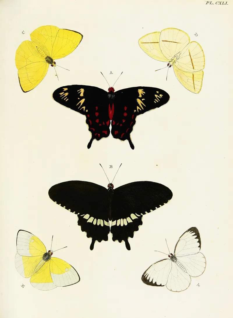 Foreign Butterflies Occurring In The Three Continents Asia Africa And America Pl 388 Wall Art by Pieter Cramer - High-Resolution Digital Print