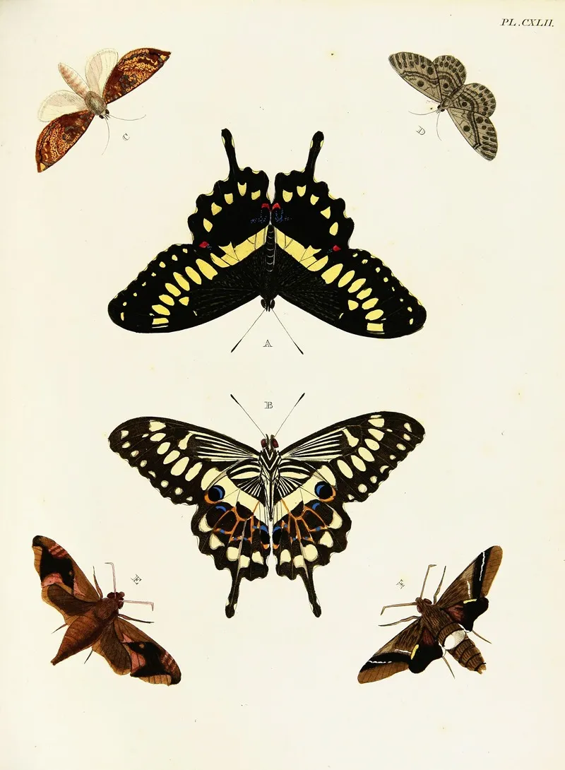 Foreign Butterflies Occurring In The Three Continents Asia Africa And America Pl 389 Wall Art by Pieter Cramer - High-Resolution Digital Print