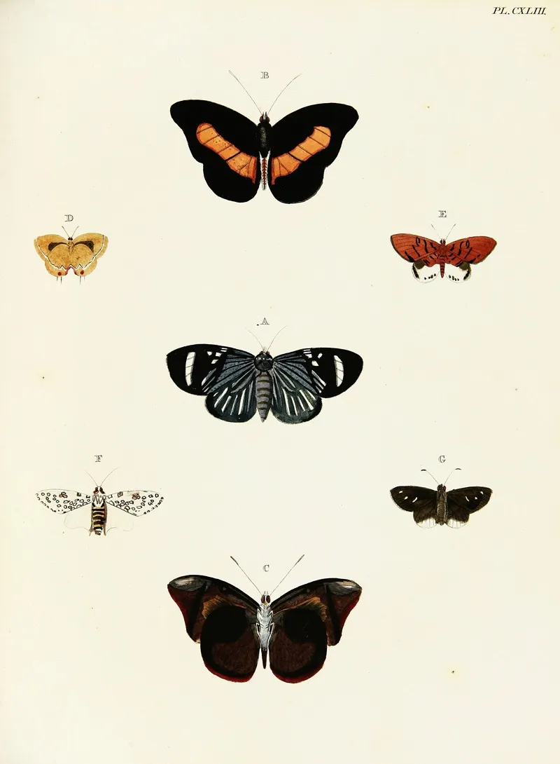 Foreign Butterflies Occurring In The Three Continents Asia Africa And America Pl 390 Wall Art by Pieter Cramer - High-Resolution Digital Print
