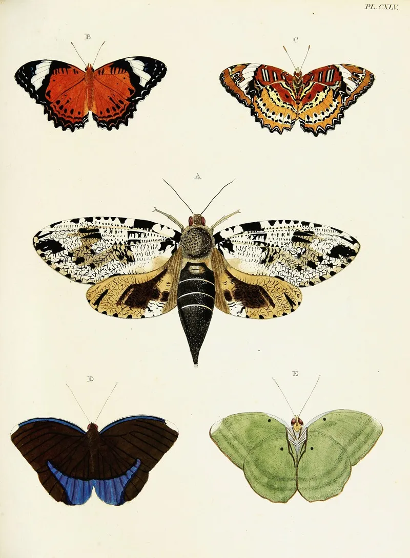 Foreign Butterflies Occurring In The Three Continents Asia Africa And America Pl 392 Wall Art by Pieter Cramer - High-Resolution Digital Print