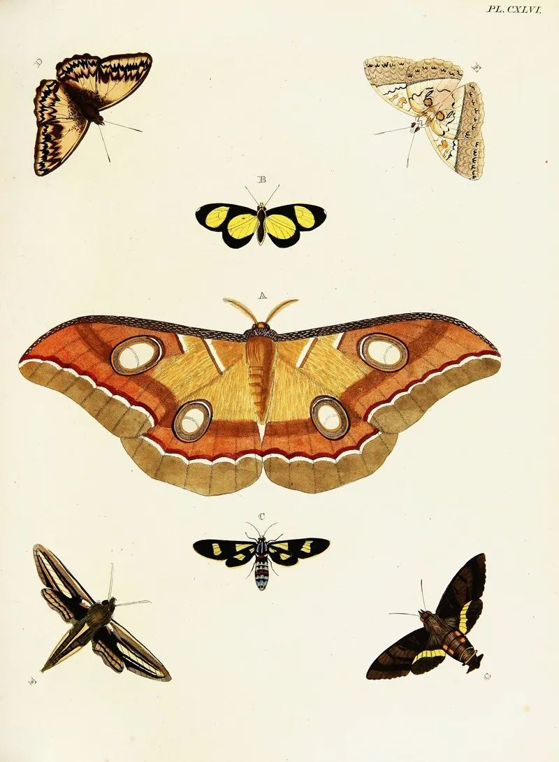 Foreign Butterflies Occurring In The Three Continents Asia Africa And America Pl 393 Wall Art by Pieter Cramer - High-Resolution Digital Print