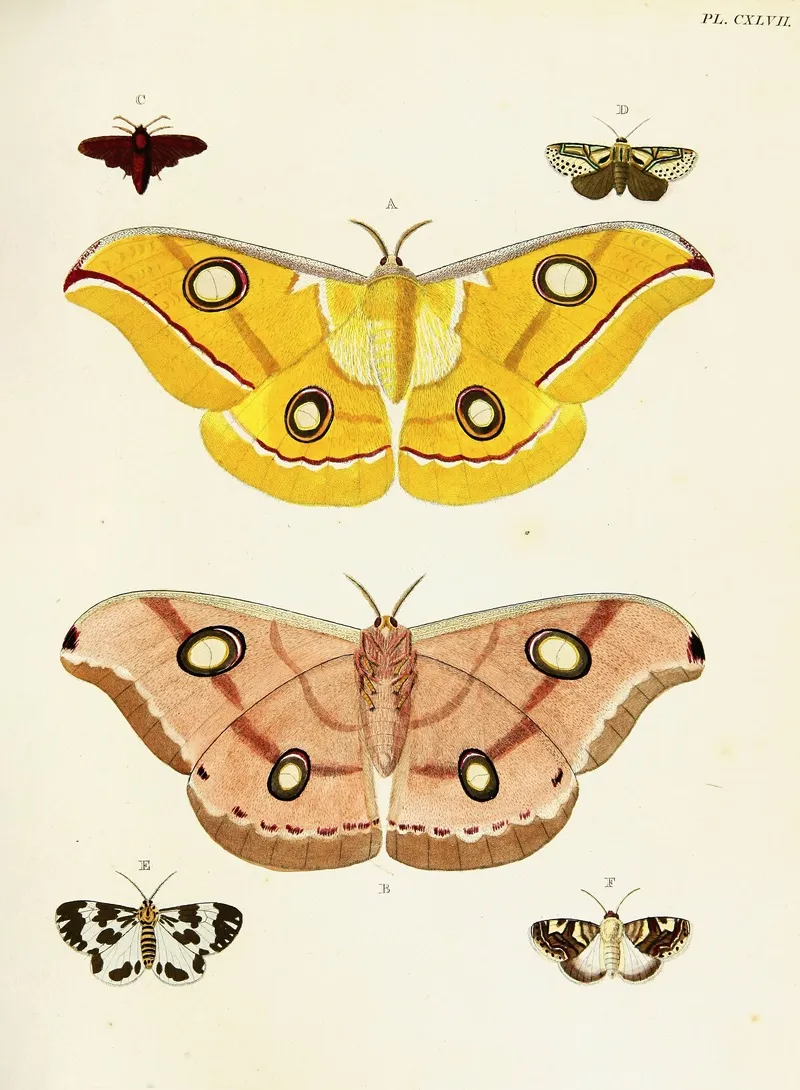 Foreign Butterflies Occurring In The Three Continents Asia Africa And America Pl 394 Wall Art by Pieter Cramer - High-Resolution Digital Print