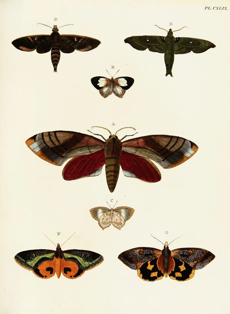 Foreign Butterflies Occurring In The Three Continents Asia Africa And America Pl 396 Wall Art by Pieter Cramer - High-Resolution Digital Print