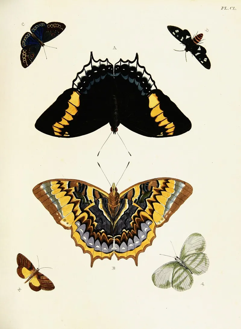 Foreign Butterflies Occurring In The Three Continents Asia Africa And America Pl 397 Wall Art by Pieter Cramer - High-Resolution Digital Print