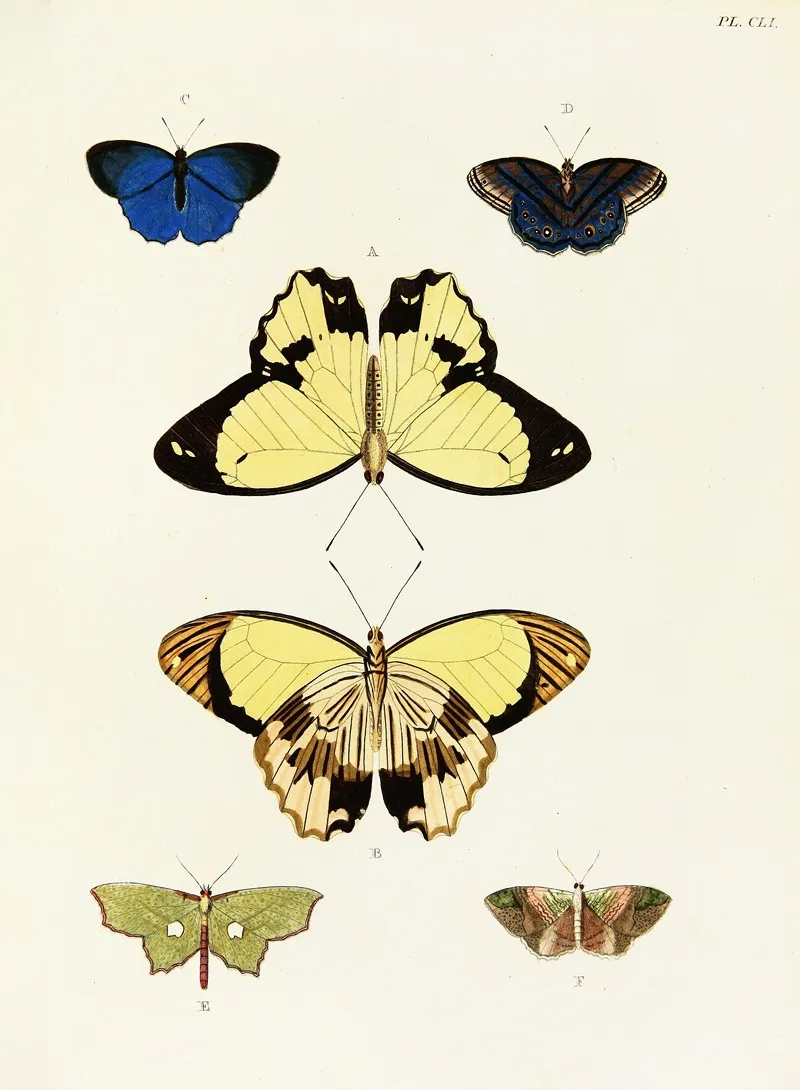 Foreign Butterflies Occurring In The Three Continents Asia Africa And America Pl 398 Wall Art by Pieter Cramer - High-Resolution Digital Print