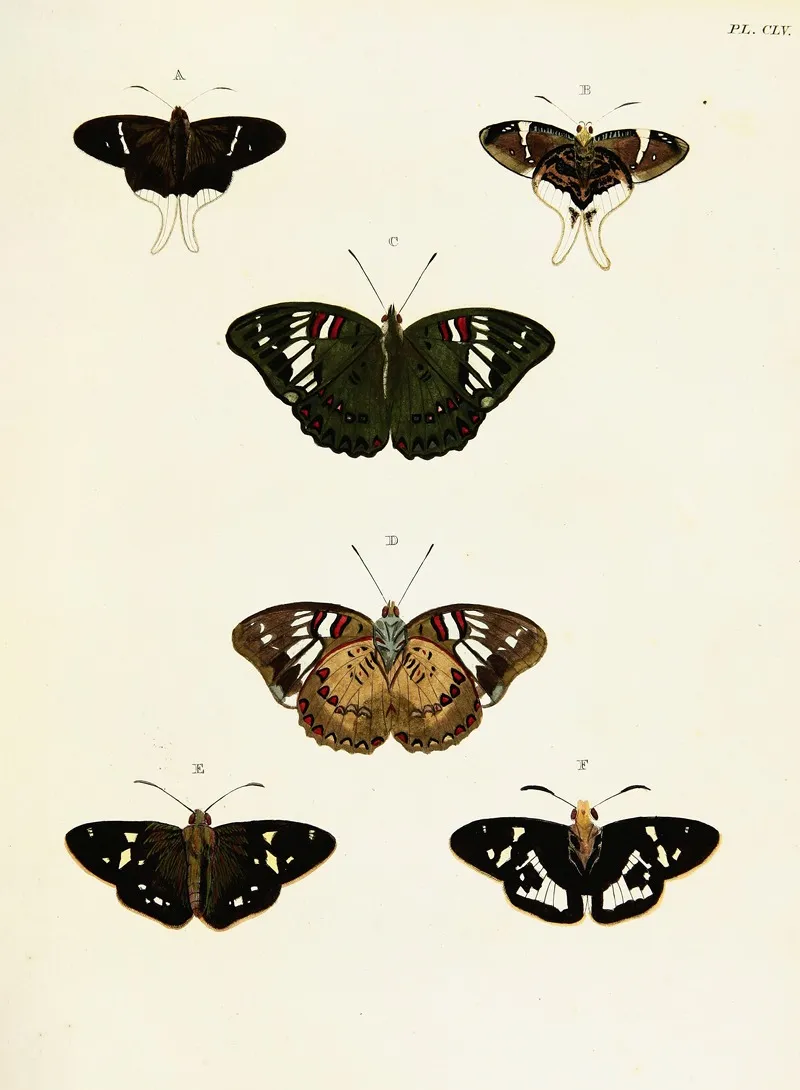 Foreign Butterflies Occurring In The Three Continents Asia Africa And America Pl 402 Wall Art by Pieter Cramer - High-Resolution Digital Print