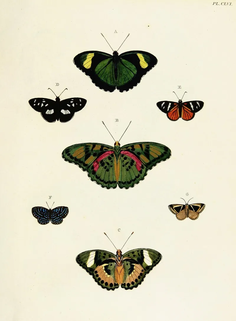 Foreign Butterflies Occurring In The Three Continents Asia Africa And America Pl 403 Wall Art by Pieter Cramer - High-Resolution Digital Print