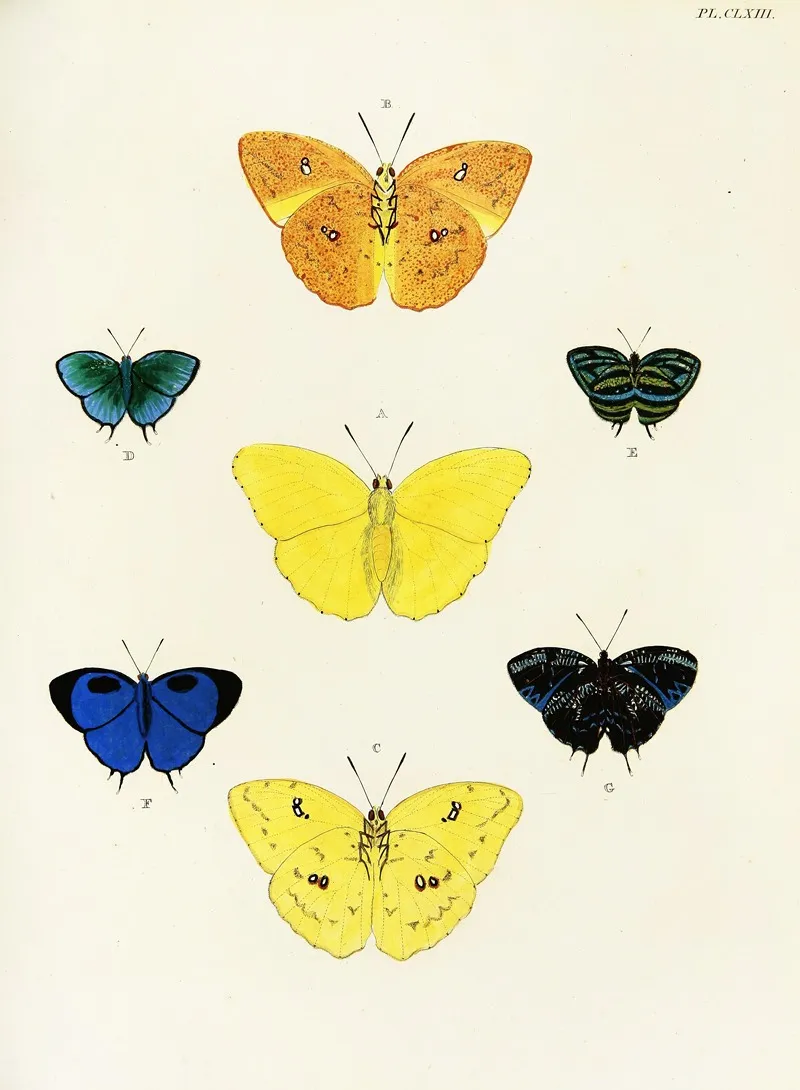 Foreign Butterflies Occurring In The Three Continents Asia Africa And America Pl 410 Wall Art by Pieter Cramer - High-Resolution Digital Print