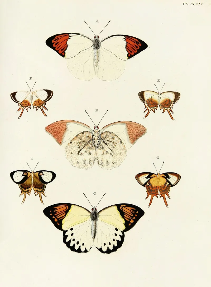 Foreign Butterflies Occurring In The Three Continents Asia Africa And America Pl 411 Wall Art by Pieter Cramer - High-Resolution Digital Print