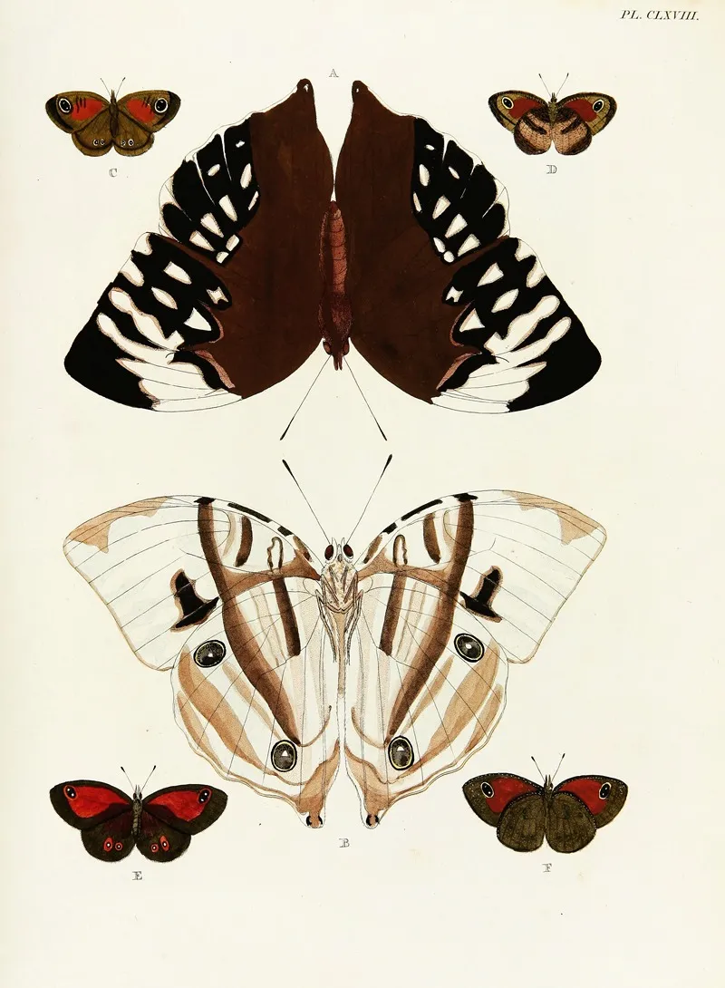 Foreign Butterflies Occurring In The Three Continents Asia Africa And America Pl 415 Wall Art by Pieter Cramer - High-Resolution Digital Print