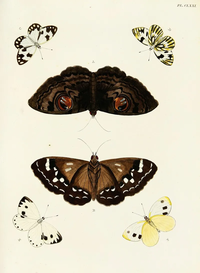 Foreign Butterflies Occurring In The Three Continents Asia Africa And America Pl 418 Wall Art by Pieter Cramer - High-Resolution Digital Print
