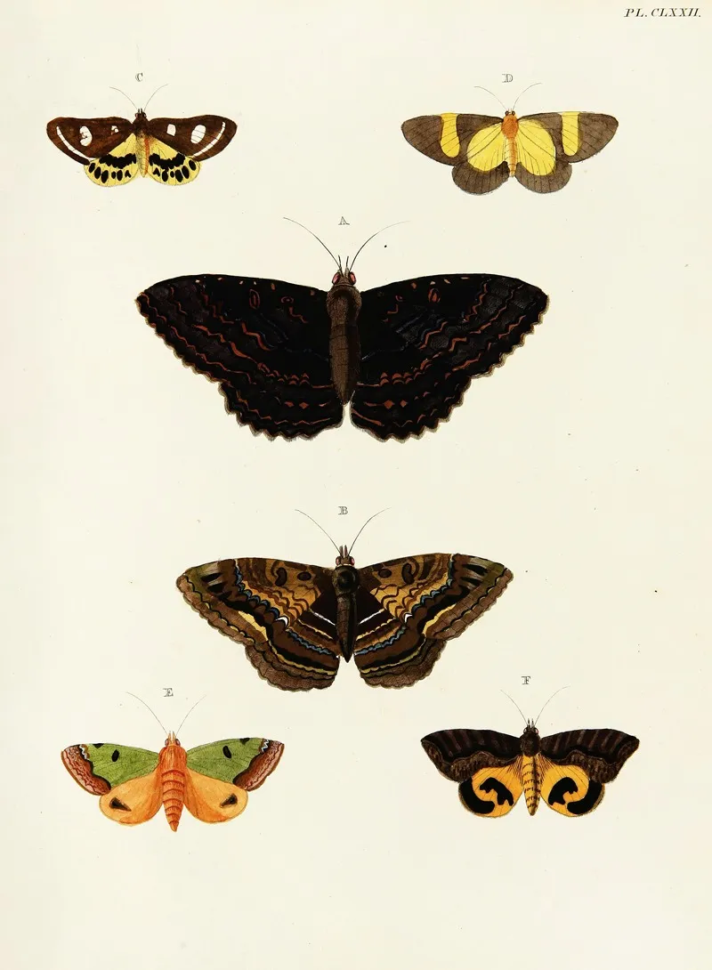 Foreign Butterflies Occurring In The Three Continents Asia Africa And America Pl 419 Wall Art by Pieter Cramer - High-Resolution Digital Print
