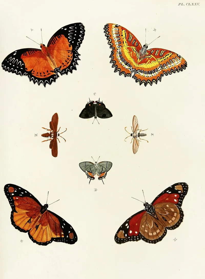 Foreign Butterflies Occurring In The Three Continents Asia Africa And America Pl 422 Wall Art by Pieter Cramer - High-Resolution Digital Print