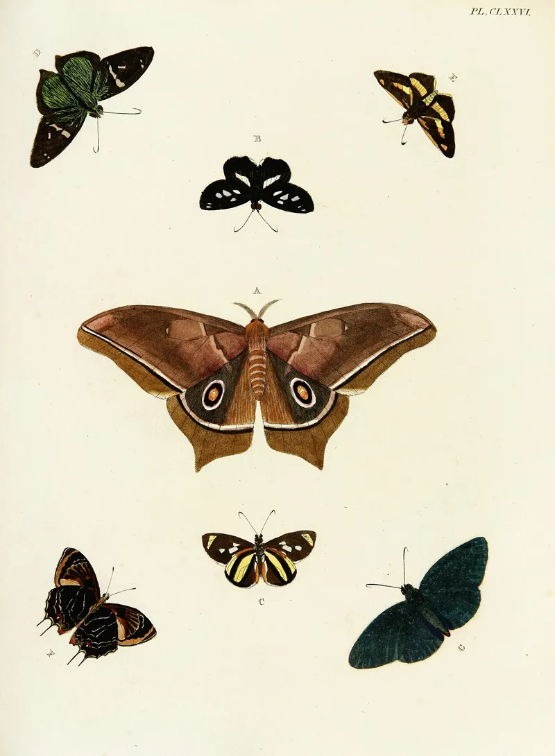 Foreign Butterflies Occurring In The Three Continents Asia Africa And America Pl 423 Wall Art by Pieter Cramer - High-Resolution Digital Print