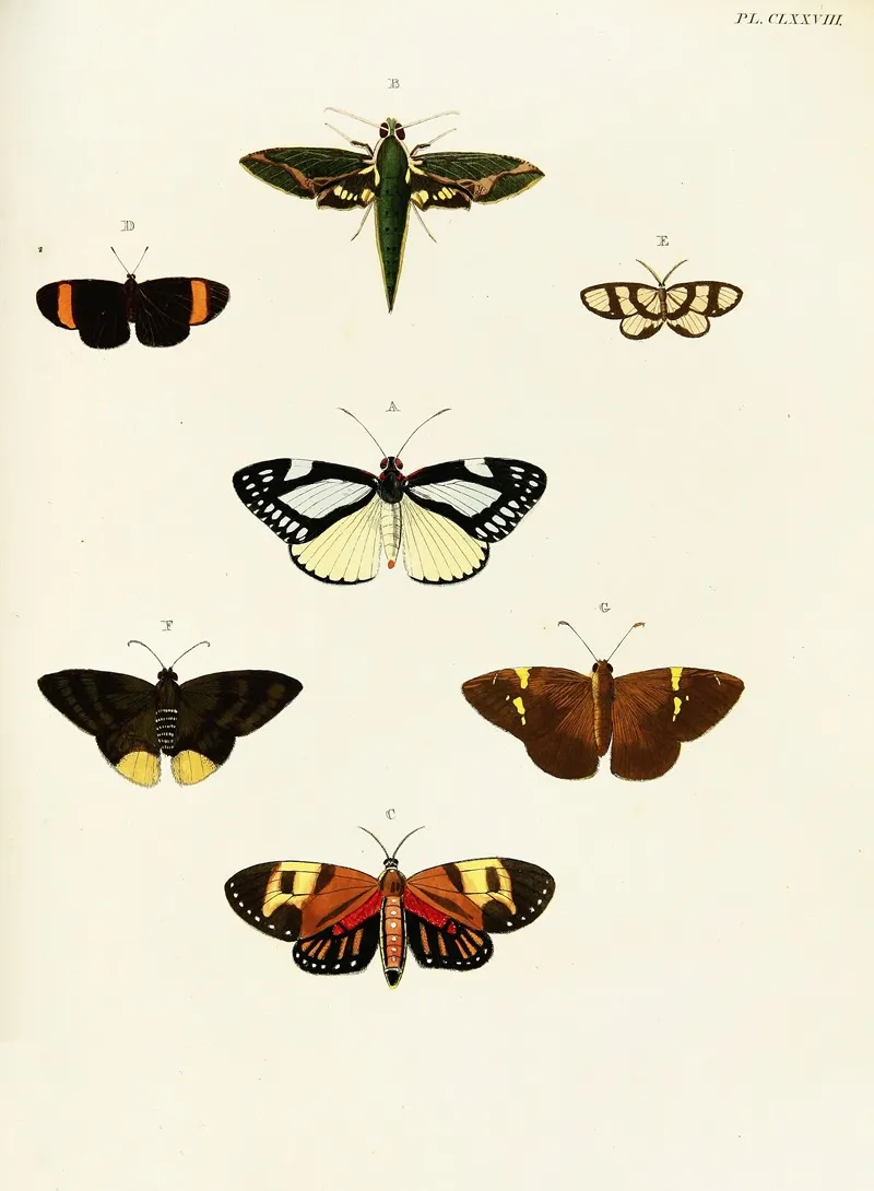 Foreign Butterflies Occurring In The Three Continents Asia Africa And America Pl 425 Wall Art by Pieter Cramer - High-Resolution Digital Print