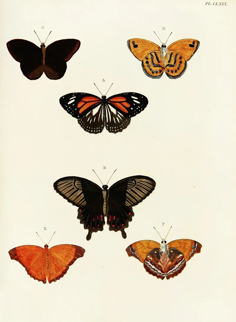 Foreign Butterflies Occurring In The Three Continents Asia Africa And America Pl 427 Wall Art by Pieter Cramer - High-Resolution Digital Print