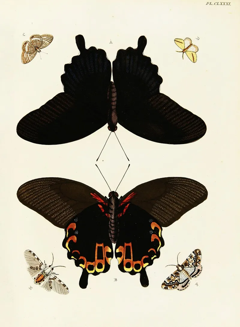 Foreign Butterflies Occurring In The Three Continents Asia Africa And America Pl 428 Wall Art by Pieter Cramer - High-Resolution Digital Print