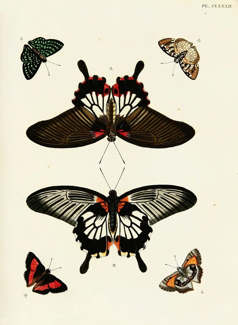 Foreign Butterflies Occurring In The Three Continents Asia Africa And America Pl 429 Wall Art by Pieter Cramer - High-Resolution Digital Print