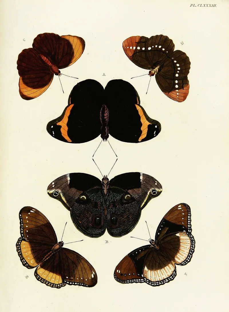 Foreign Butterflies Occurring In The Three Continents Asia Africa And America Pl 430 Wall Art by Pieter Cramer - High-Resolution Digital Print