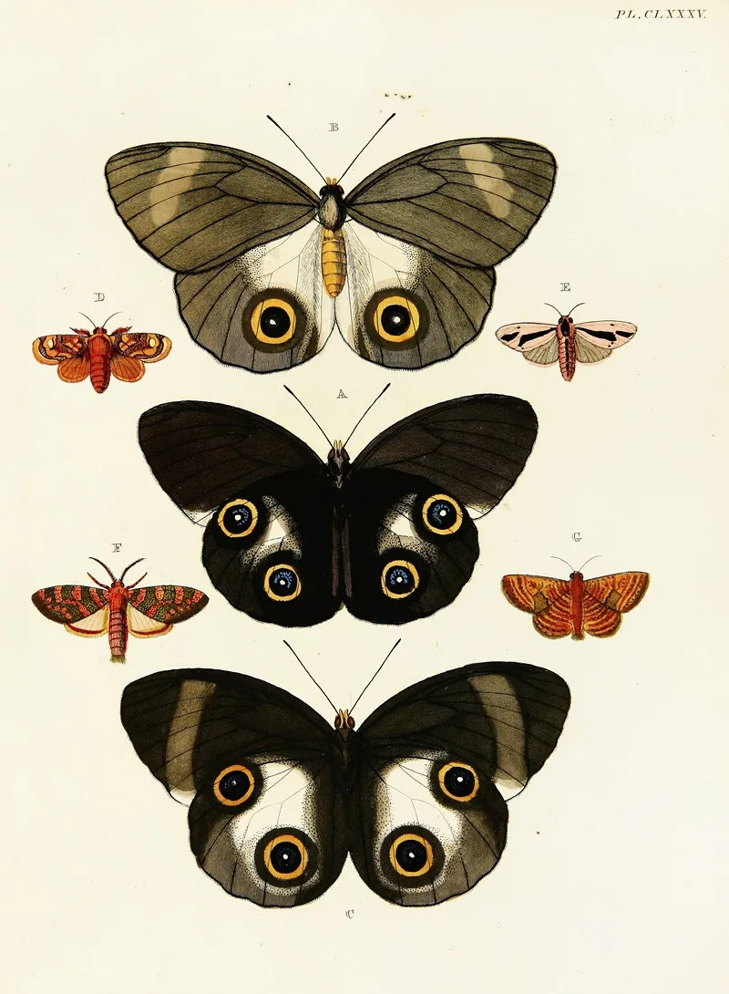 Foreign Butterflies Occurring In The Three Continents Asia Africa And America Pl 432 Wall Art by Pieter Cramer - High-Resolution Digital Print